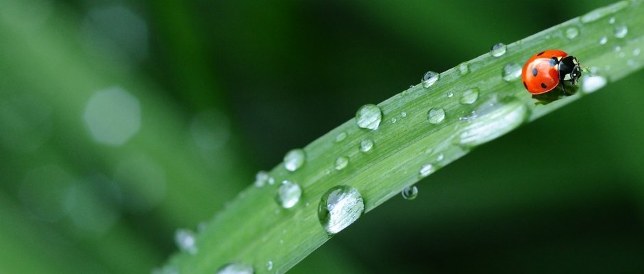 Biologická olympiáda - úspěchy v kategorii A